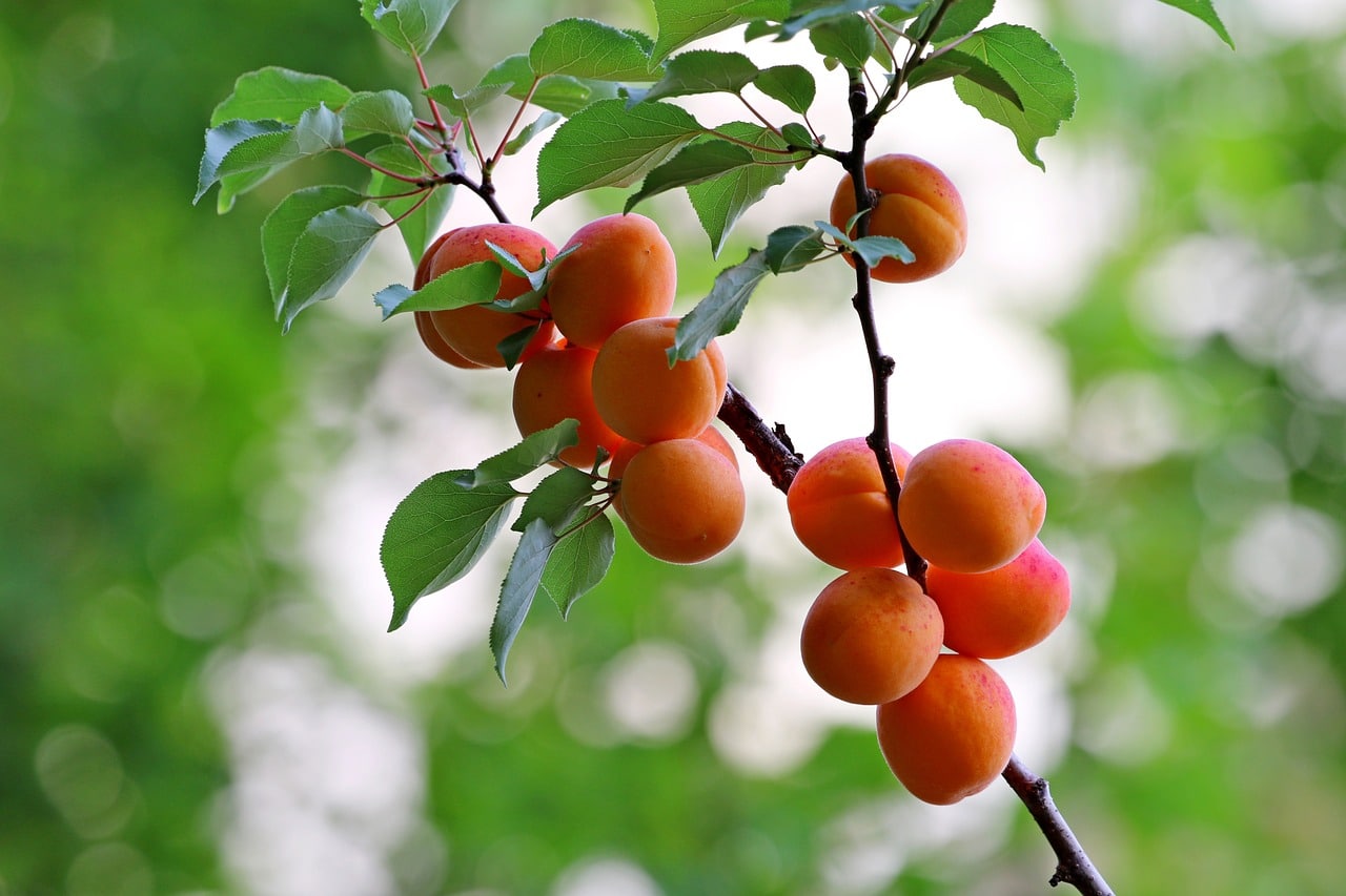 Comment faire germer un noyau d’abricot de manière efficace ?